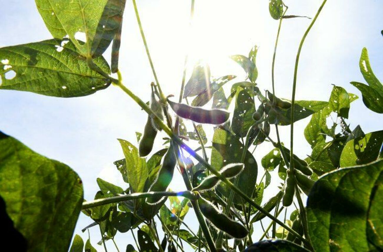 Ilustração da notícia MS registra 70 casos de ferrugem asiática da soja na safra 2025/2026 da MS Todo dia